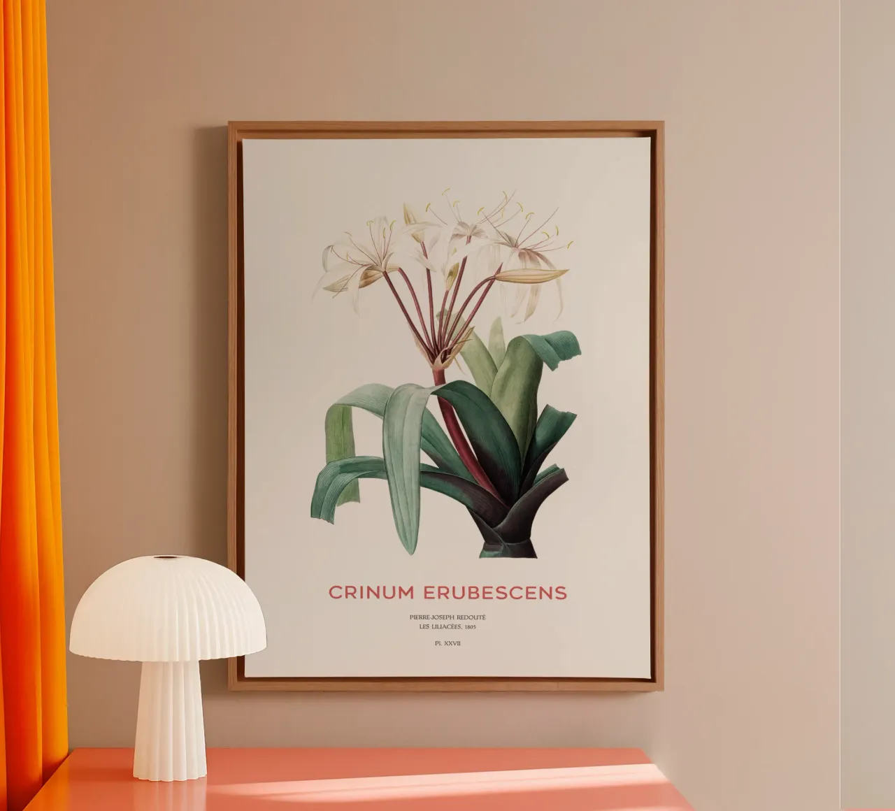 Sumpflilie oder Crinum erubescens Leinwand mit Schattenfugenrahmen von Vintagrafica