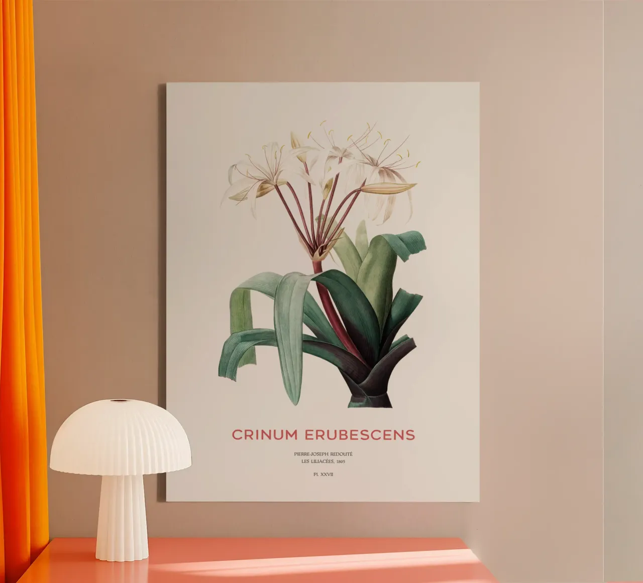 Sumpflilie oder Crinum erubescens Leinwand mit Schattenfugenrahmen von Vintagrafica