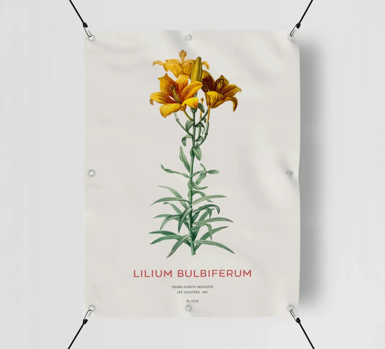 Giglio di fuoco o Lilium bulbiferum telo in pvc da Vintagrafica
