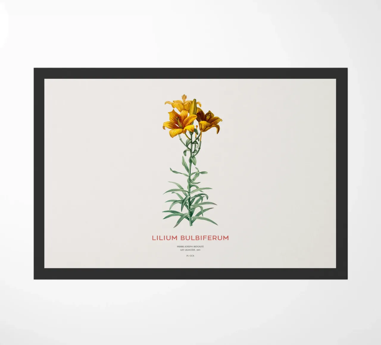 Giglio di fuoco o Lilium bulbiferum zerbino da Vintagrafica