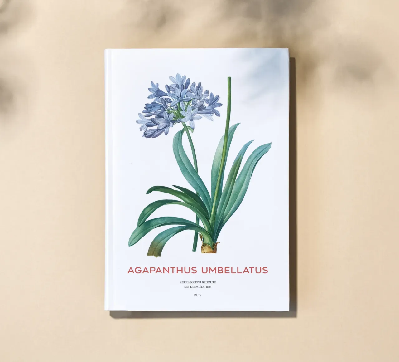 African lily or Agapanthus umbellatus notebook by Vintagrafica