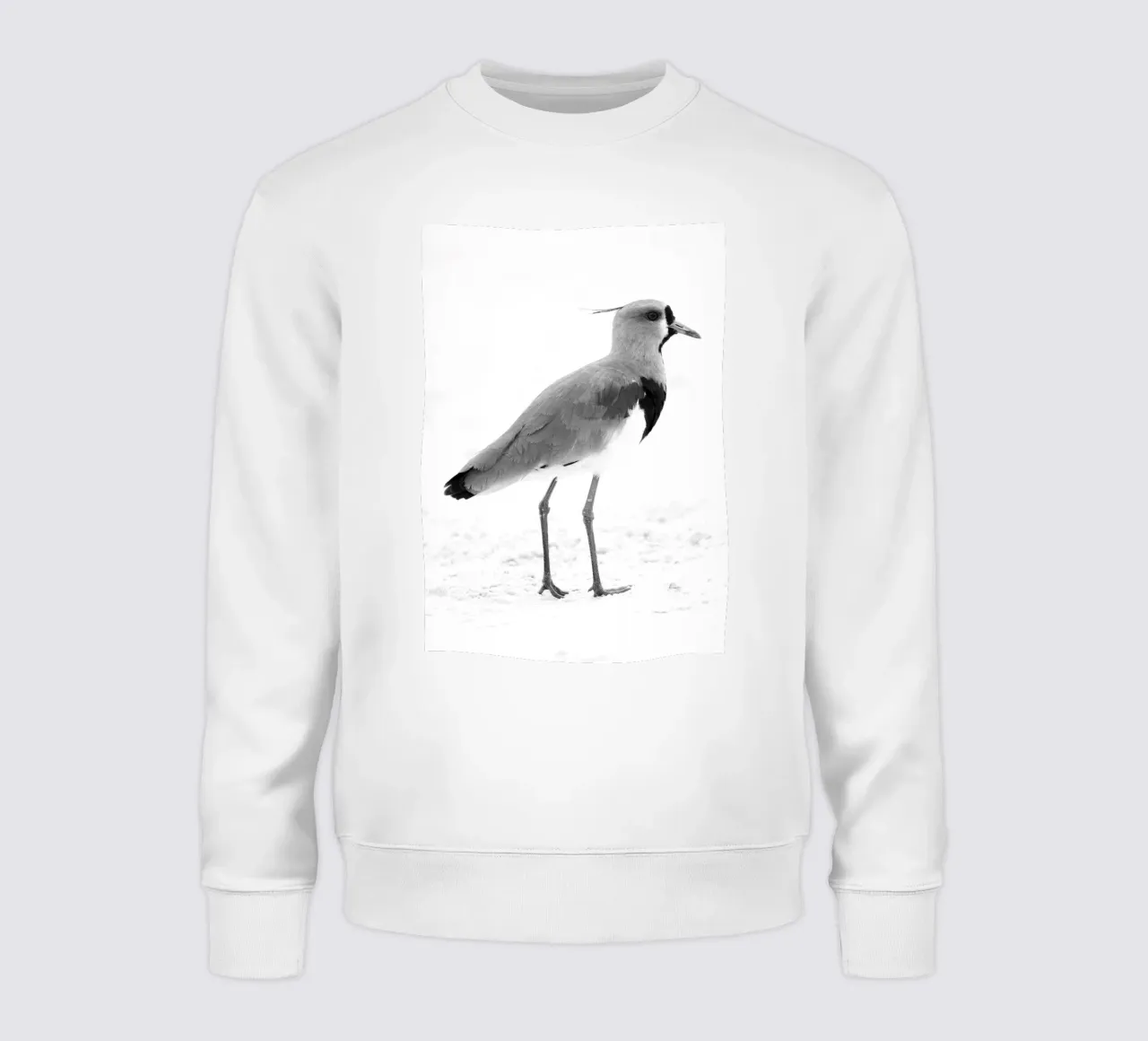 Vanellus chilensis felpa da rafael campezato