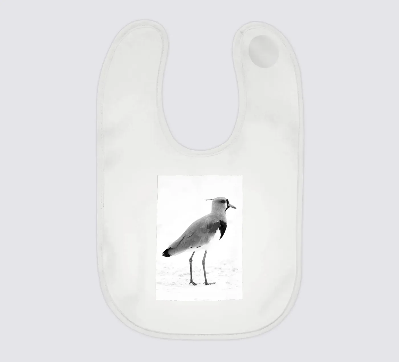 Vanellus chilensis bavaglino da rafael campezato