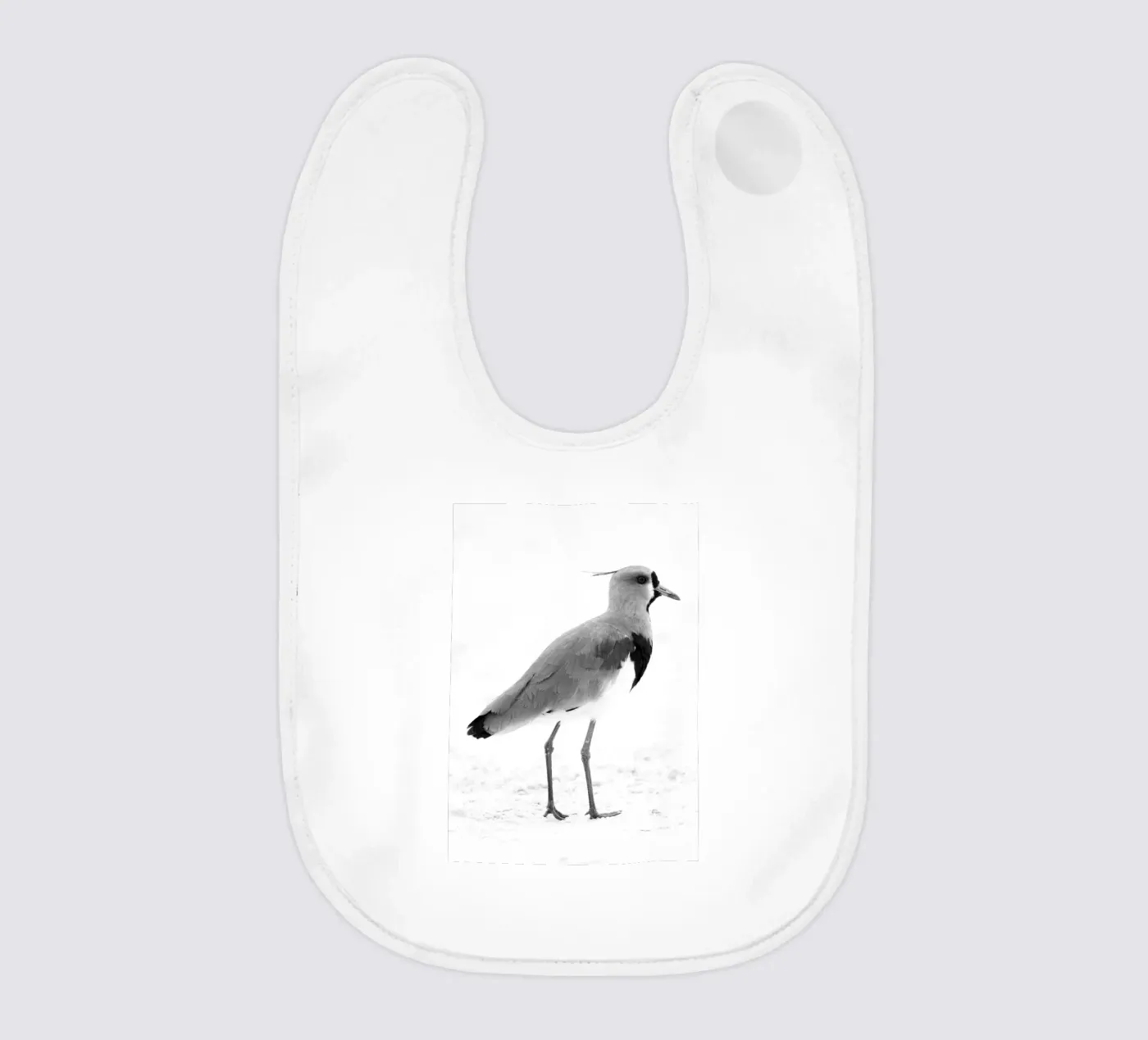 Vanellus chilensis bavaglino da rafael campezato