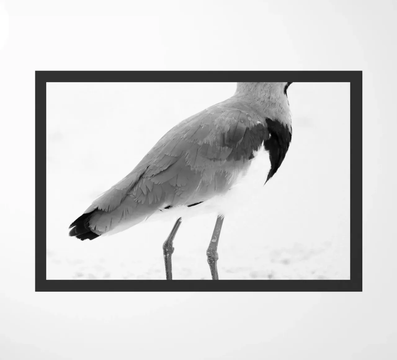 Vanellus chilensis zerbino da rafael campezato