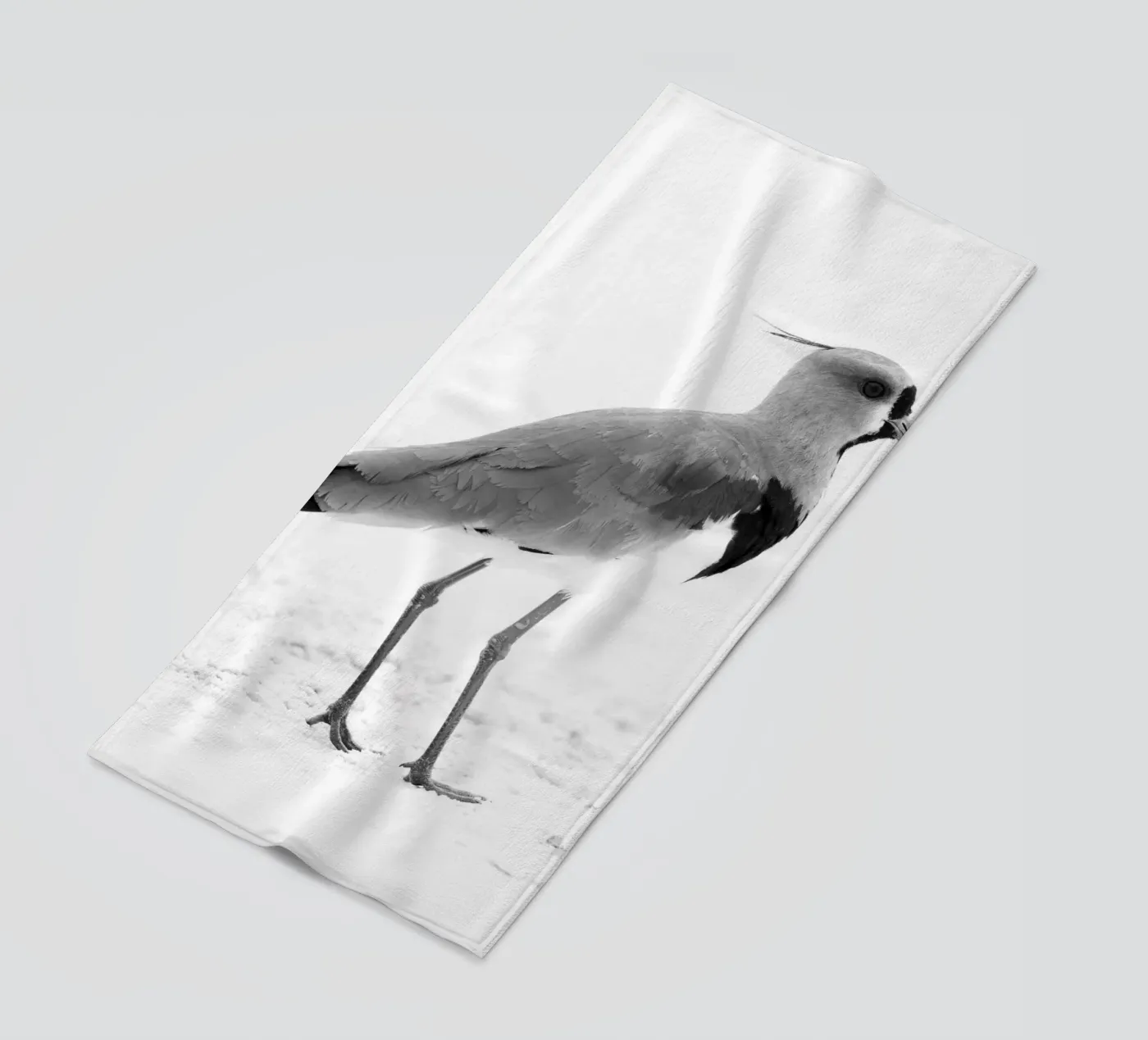 Vanellus chilensis telo mare da rafael campezato