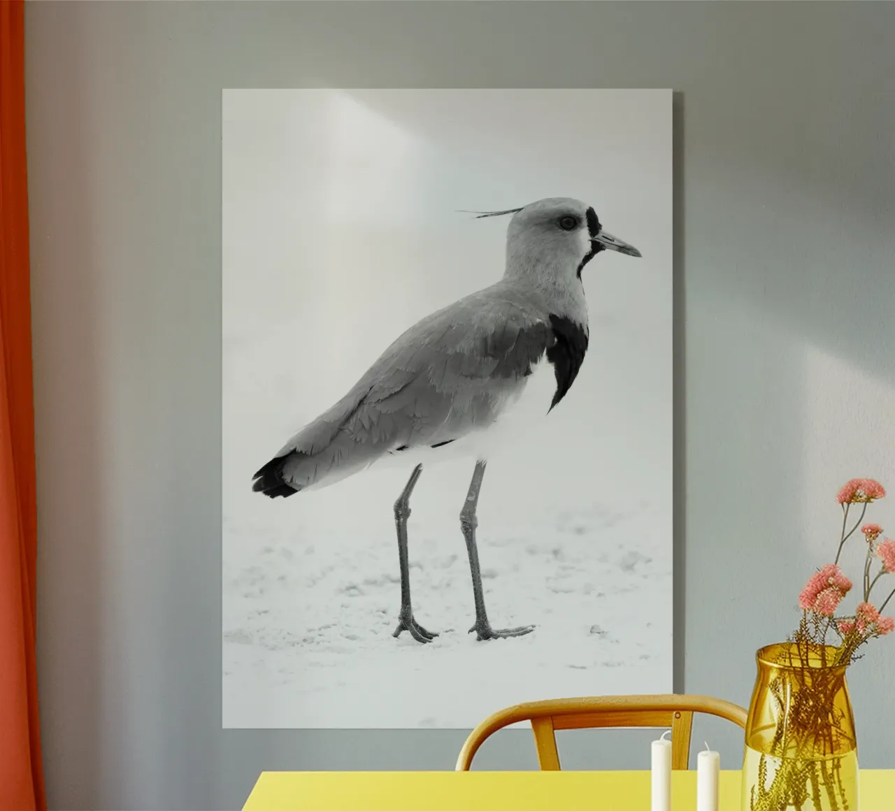 Vanellus chilensis plexiglass da rafael campezato