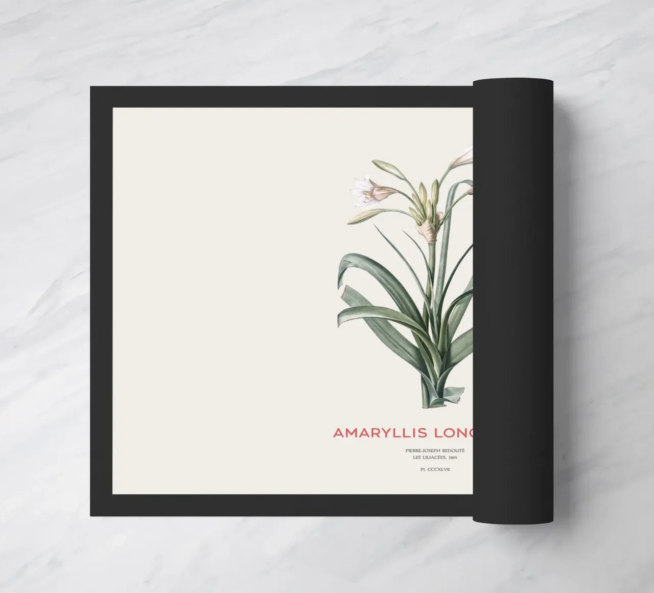 Giglio Amaryllis o Amaryllis longifolia zerbino da Vintagrafica