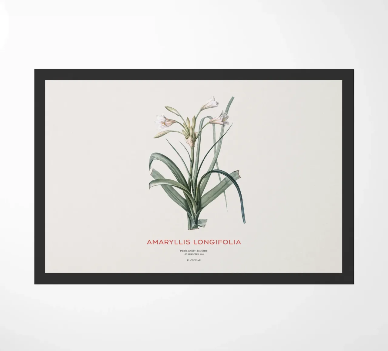 Giglio Amaryllis o Amaryllis longifolia zerbino da Vintagrafica