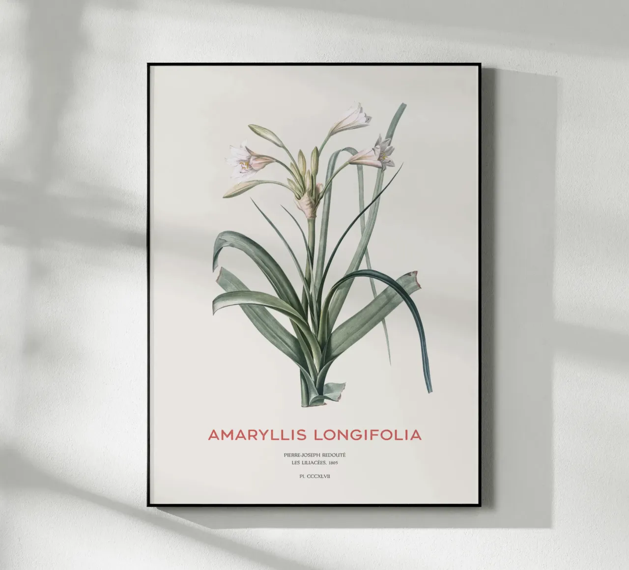 Amaryllis Lilie oder Amaryllis longifolia Acryl-Glas von Vintagrafica