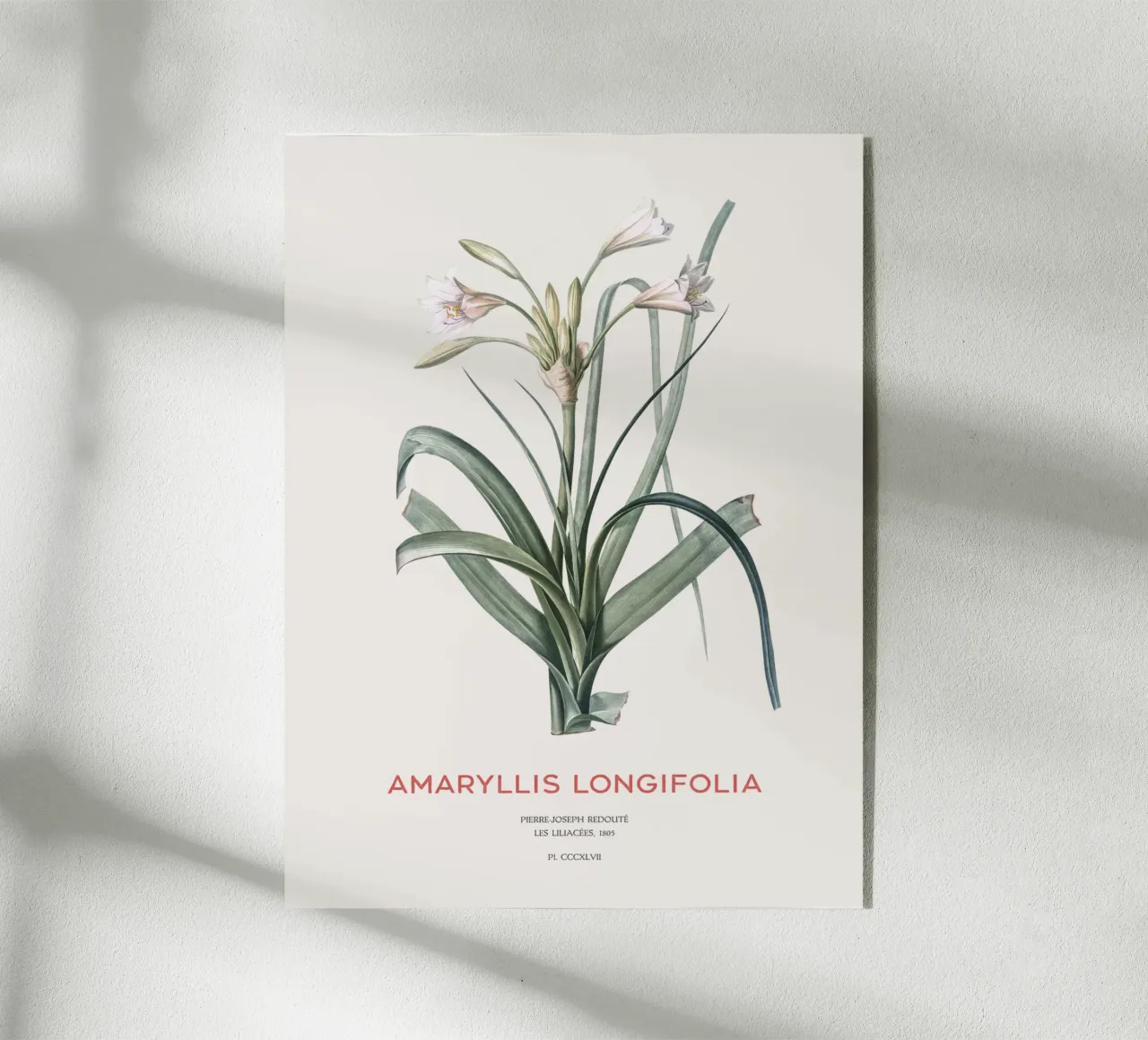 Amaryllis Lilie oder Amaryllis longifolia Acryl-Glas von Vintagrafica