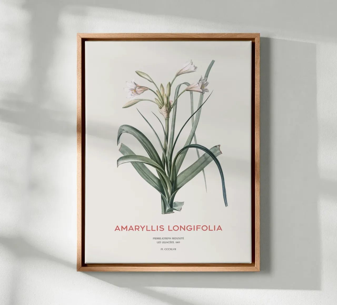 Giglio Amaryllis o Amaryllis longifolia tela con Cornice a cassetta da Vintagrafica