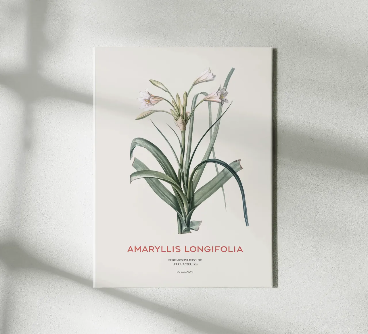 Giglio Amaryllis o Amaryllis longifolia tela con Cornice a cassetta da Vintagrafica