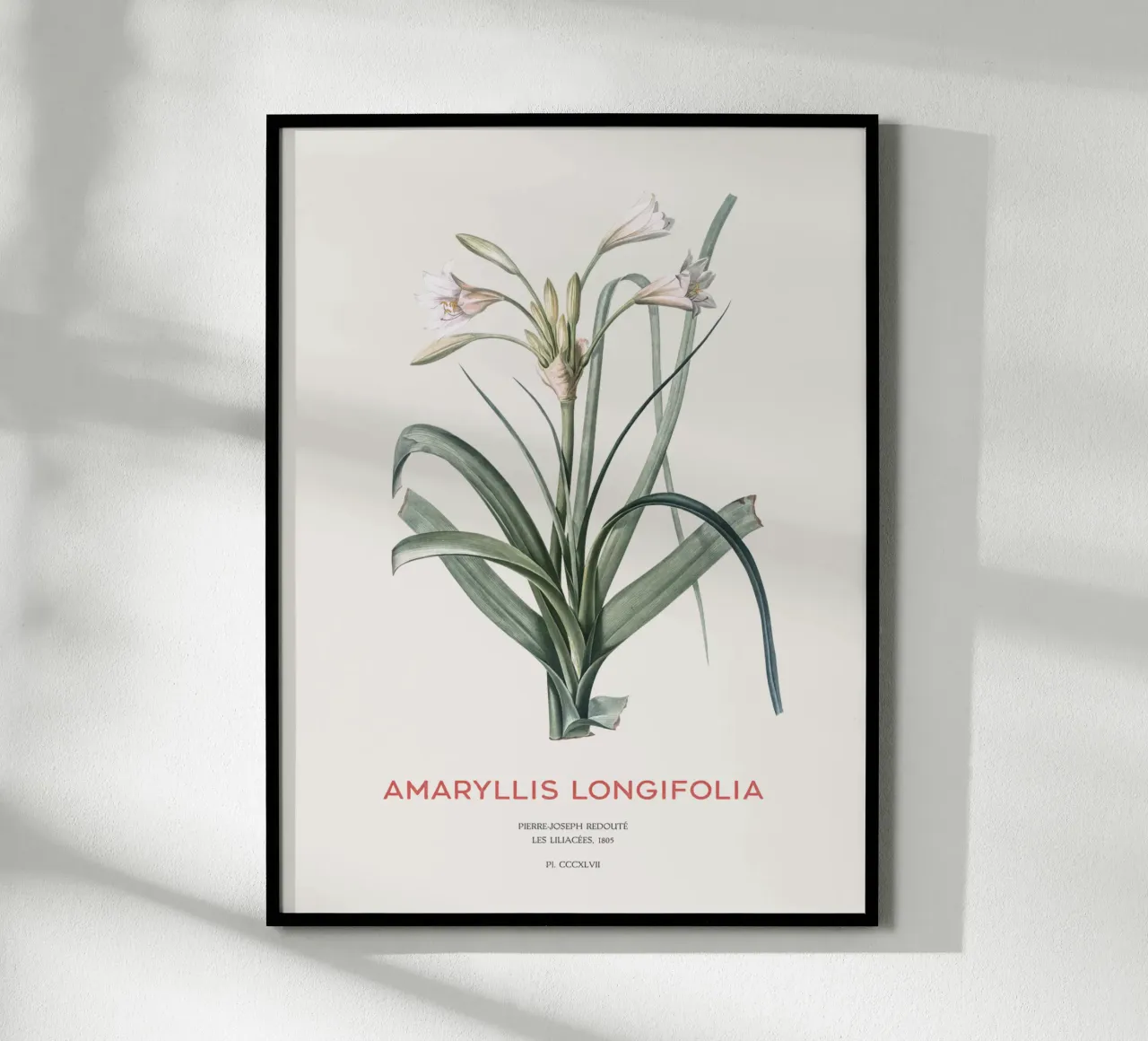 Amaryllis Lilie oder Amaryllis longifolia Hahnemühle von Vintagrafica