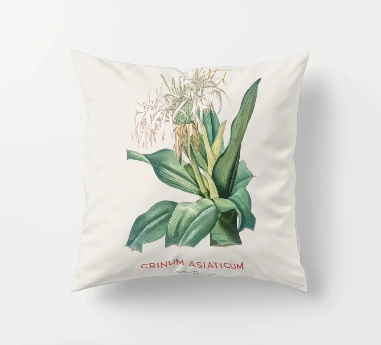 Giglio di ragno o Crinum asiaticum cuscino da Vintagrafica