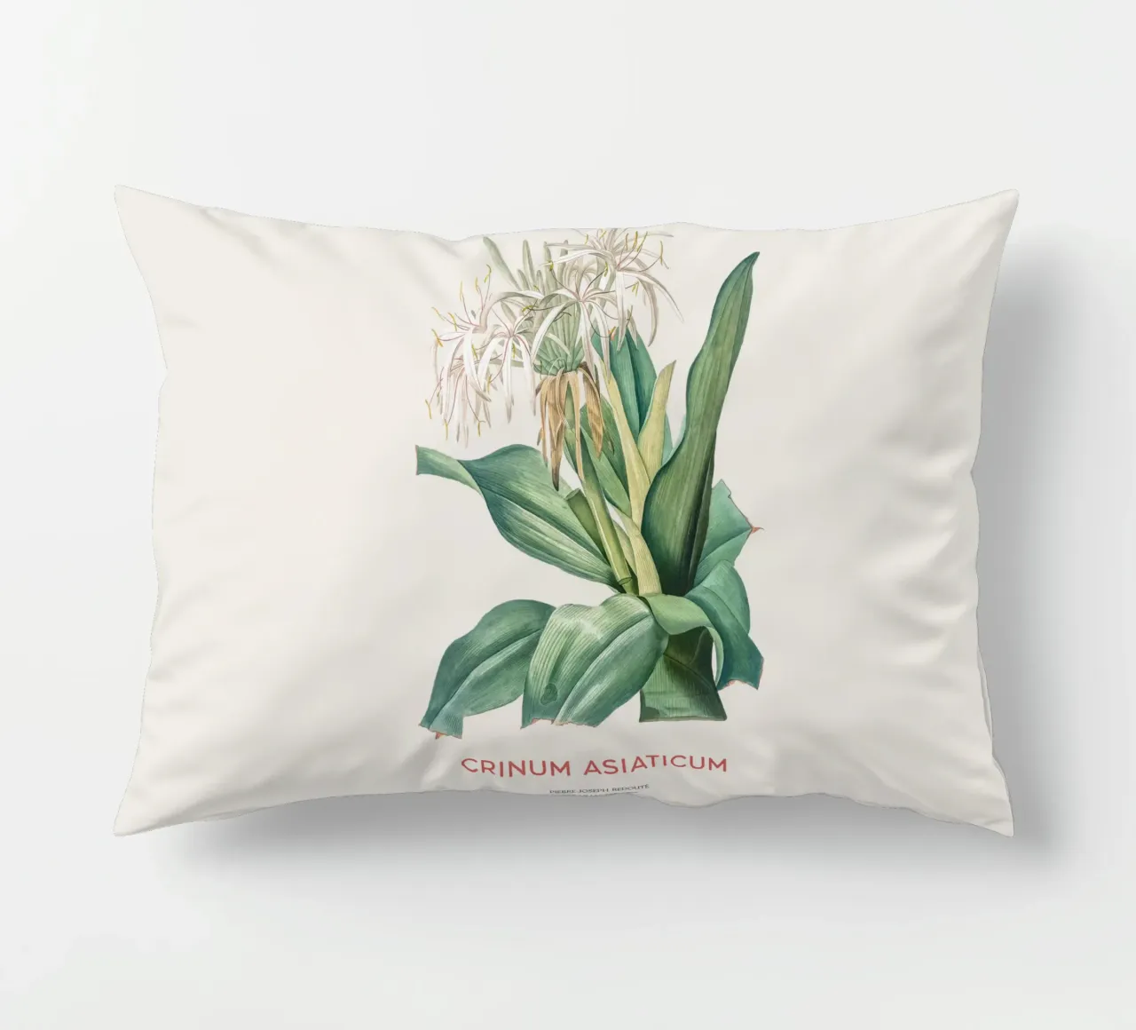Giglio di ragno o Crinum asiaticum cuscino da Vintagrafica