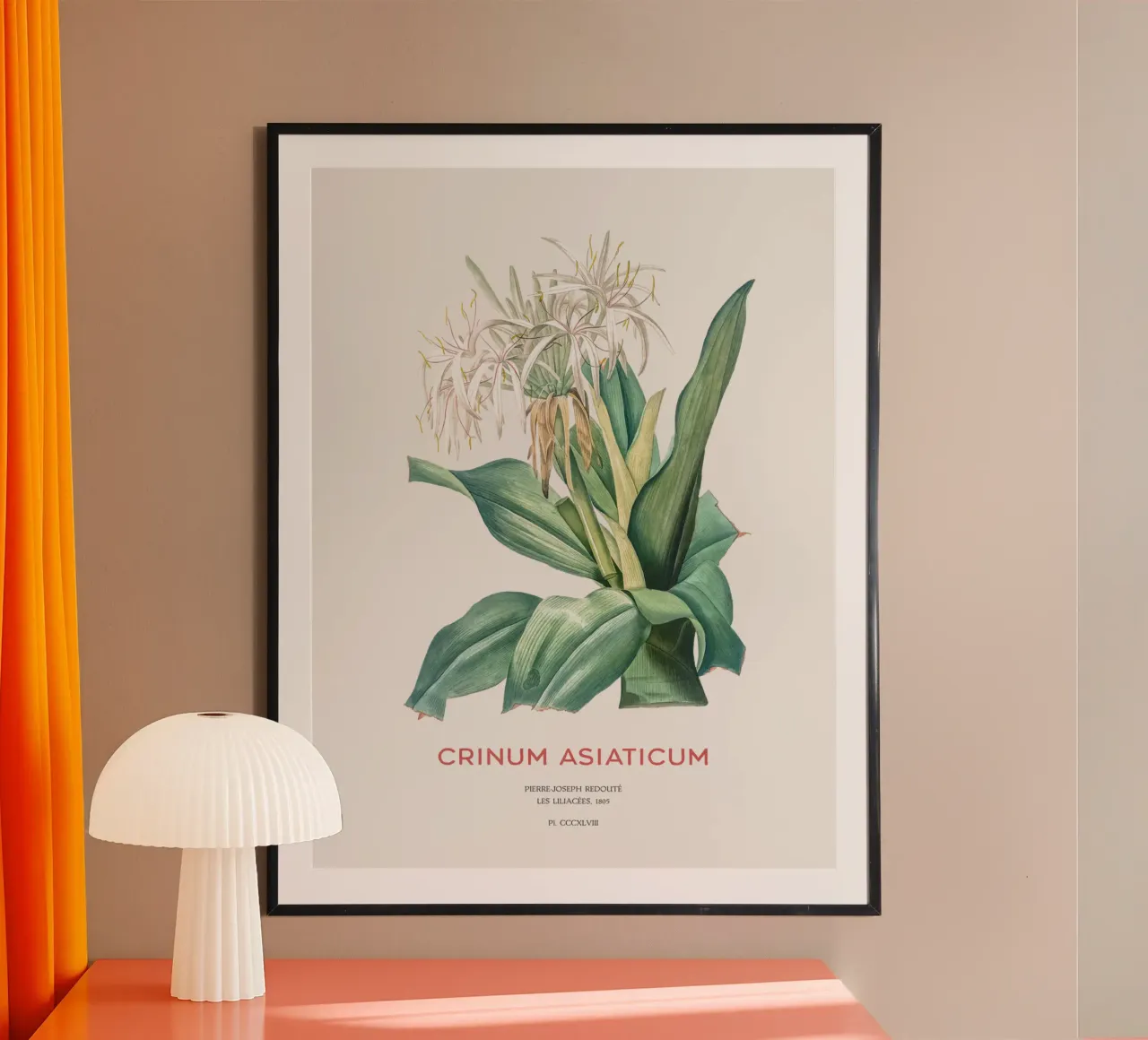 Giglio di ragno o Crinum asiaticum carta hahnemühle da Vintagrafica