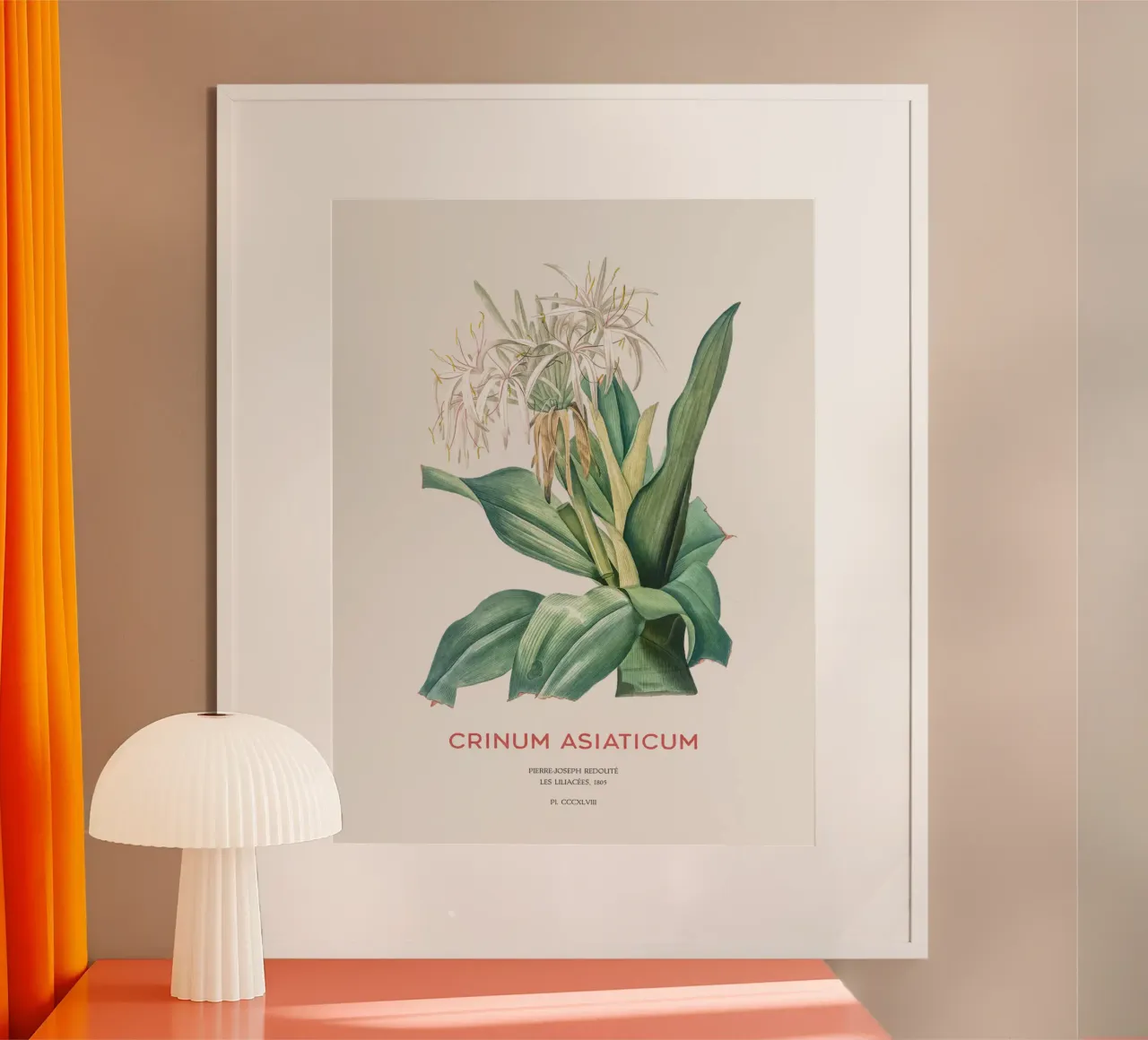 Giglio di ragno o Crinum asiaticum carta hahnemühle da Vintagrafica