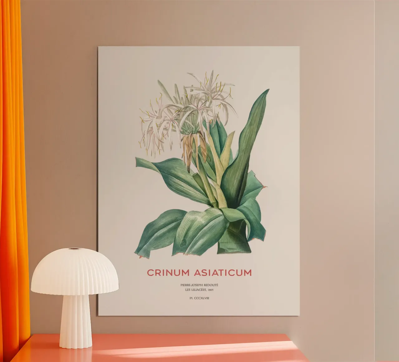 Giglio di ragno o Crinum asiaticum carta hahnemühle da Vintagrafica