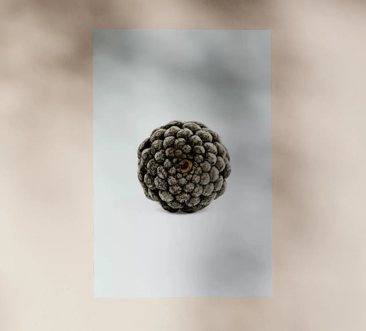 Pinecone N2 pellicola backlit da Miles of Light