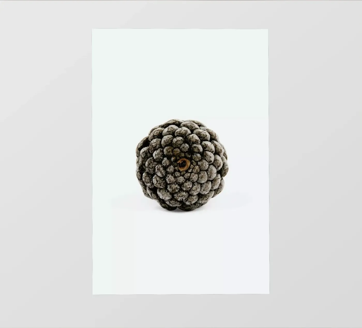 Pinecone N2 pellicola backlit da Miles of Light