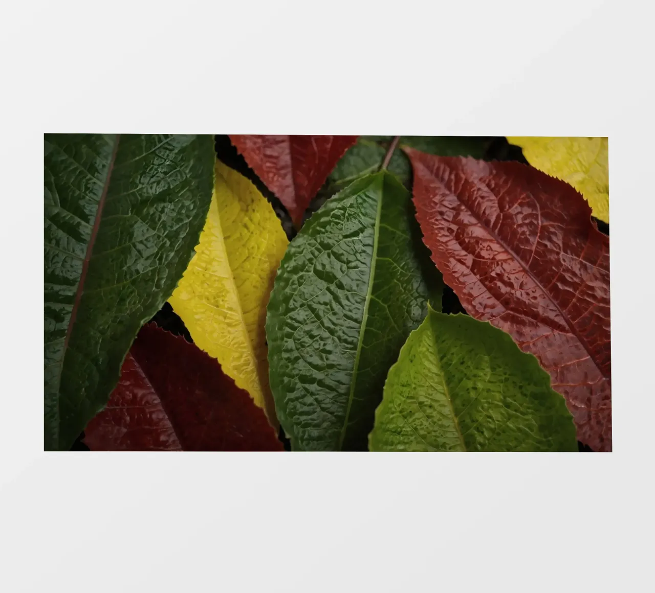 Foglie autunnali colorate disposte in una splendida cornice naturale telo in pvc da DesignDoodle