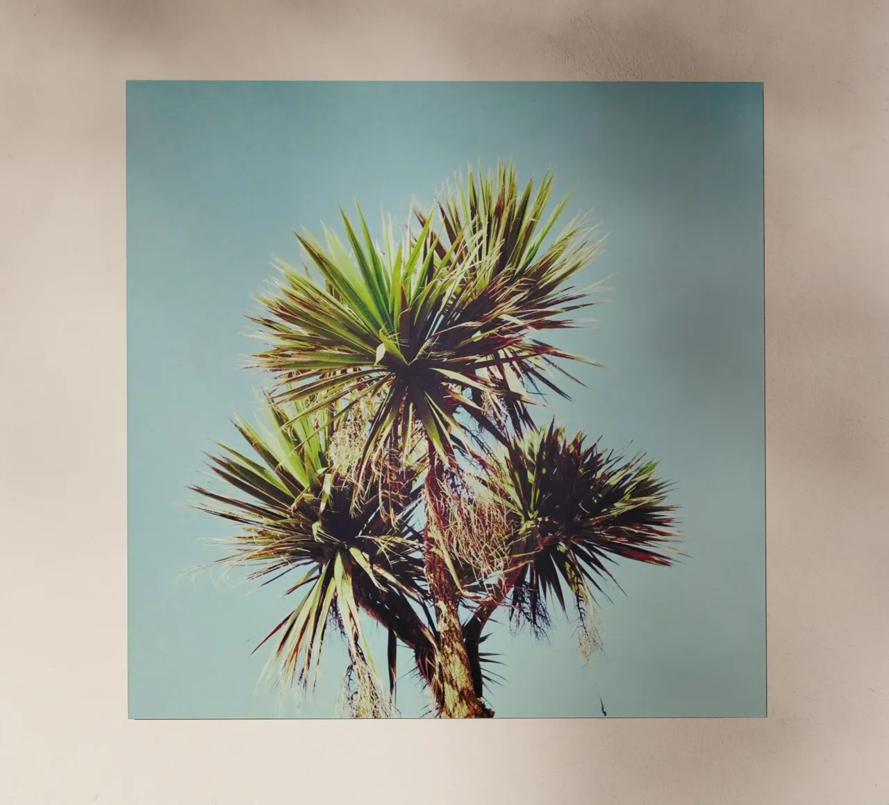 Palma pellicola backlit da Cassia Beck Photography