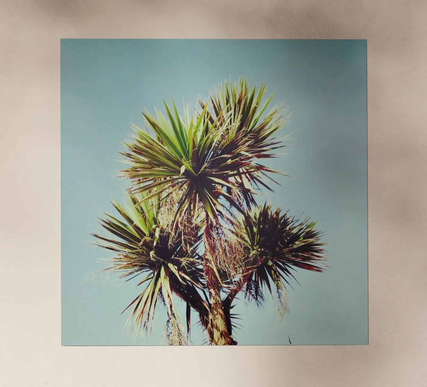 Palma pellicola backlit da Cassia Beck Photography