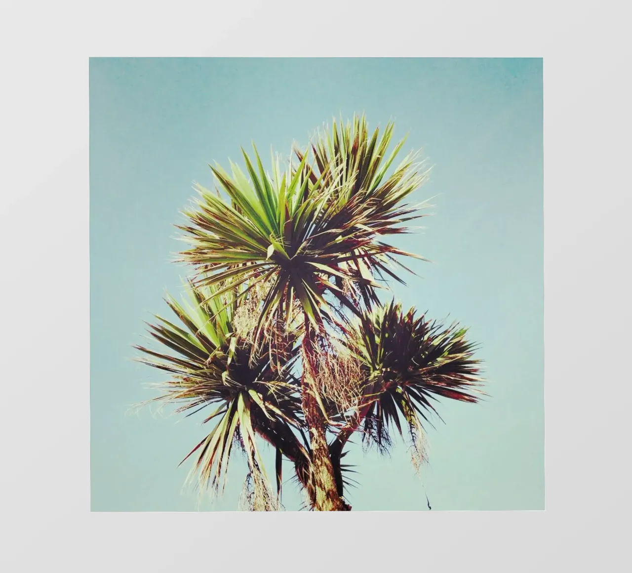 Palma pellicola backlit da Cassia Beck Photography