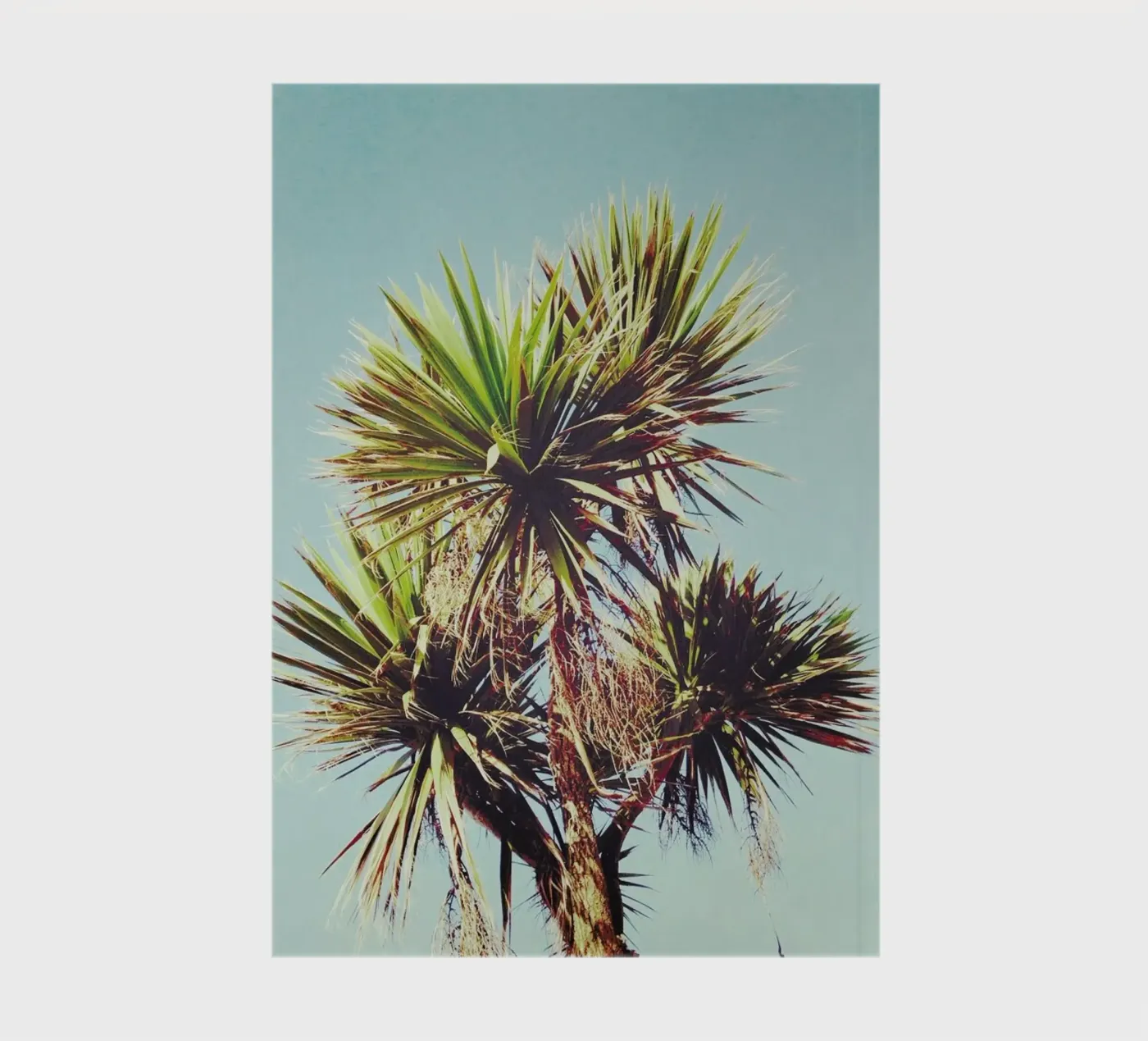Palm notebook by Cassia Beck Photography