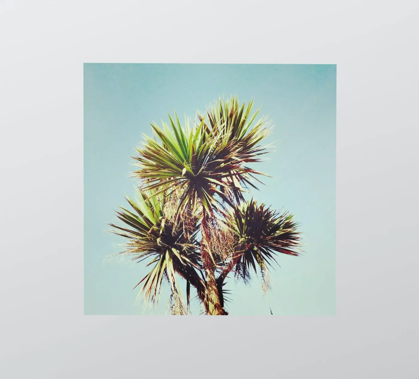 Palm sticker by Cassia Beck Photography