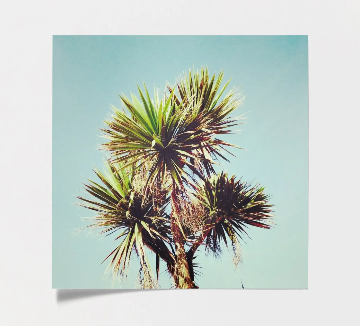 Palm sticker sheet by Cassia Beck Photography