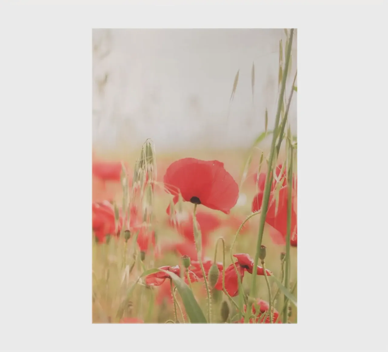 Pouilles, Italie I Champ de coquelicots d'un parc naturel carnet de notes de Julie Travel Photography