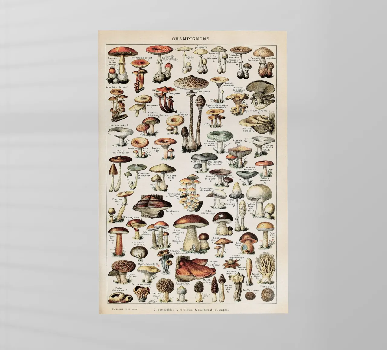 Boho Champignons / Mushrooms pellicola backlit da apoloprints