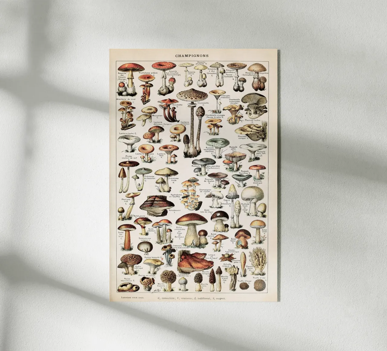 Champignons - Adolphe Millot acrylic glass by apoloprints