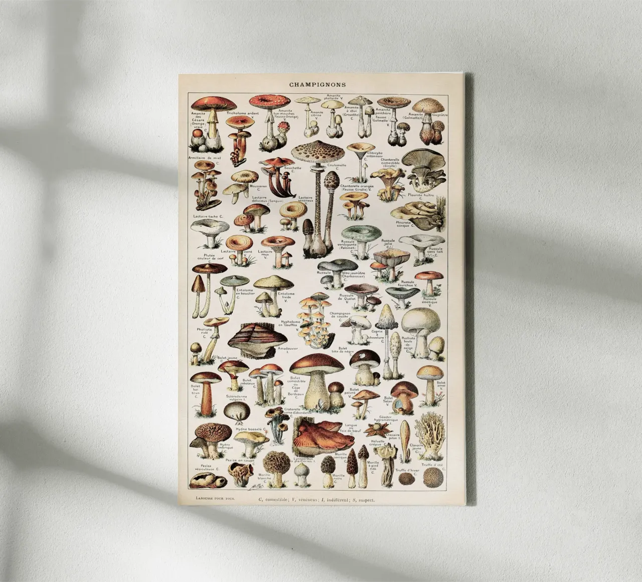 Boho Champignons / Mushrooms canvas by apoloprints