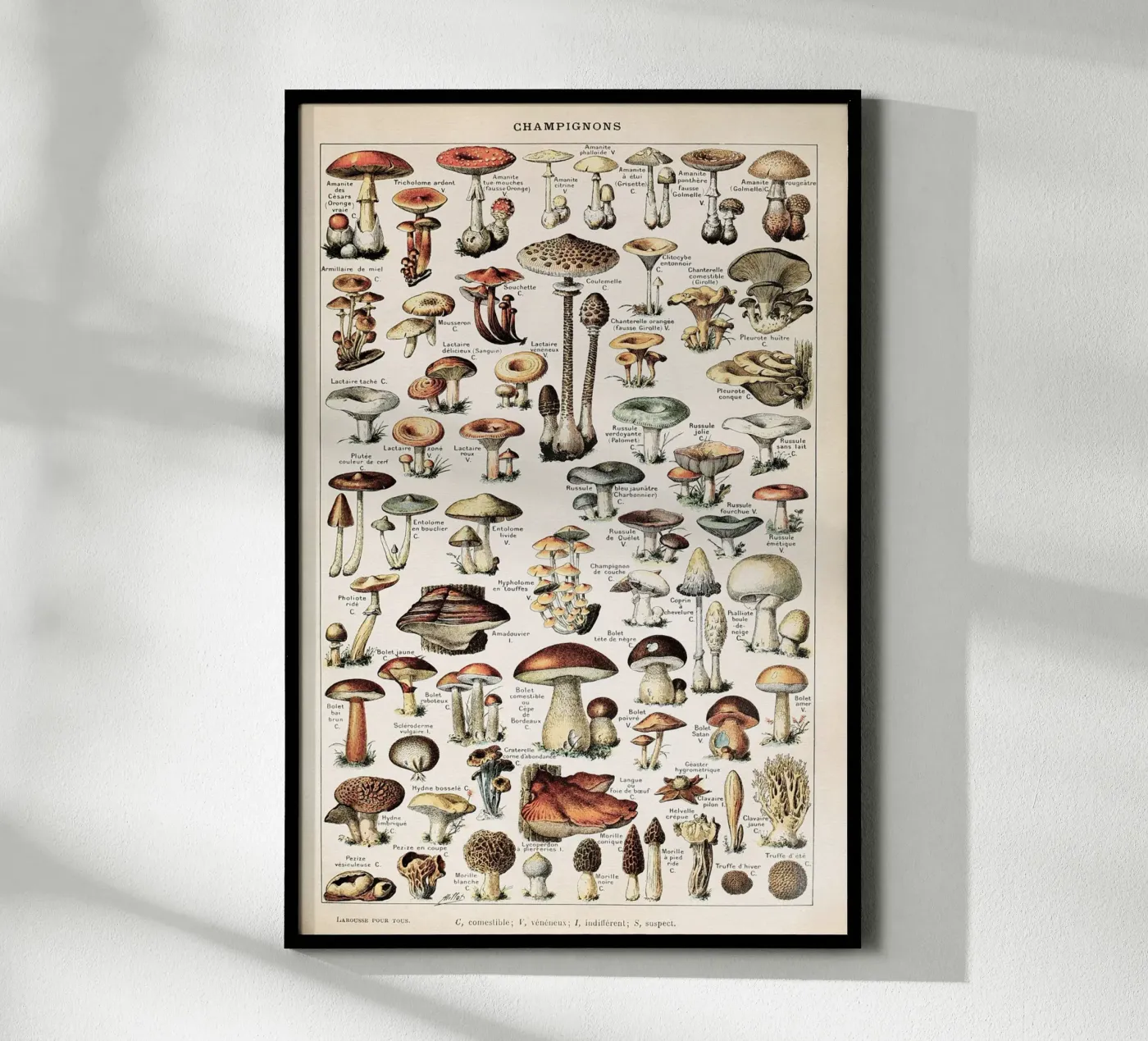 Champignons - Adolphe Millot poster da Apolo Prints