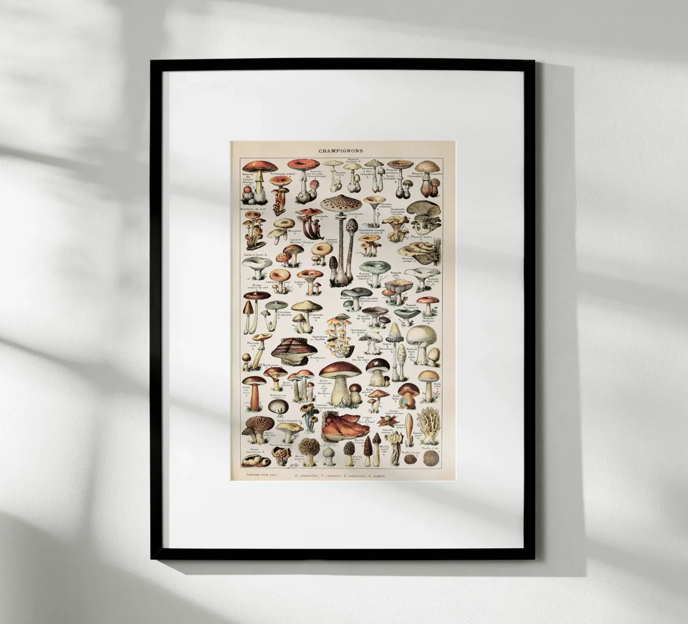 Champignons - Adolphe Millot poster da Apolo Prints