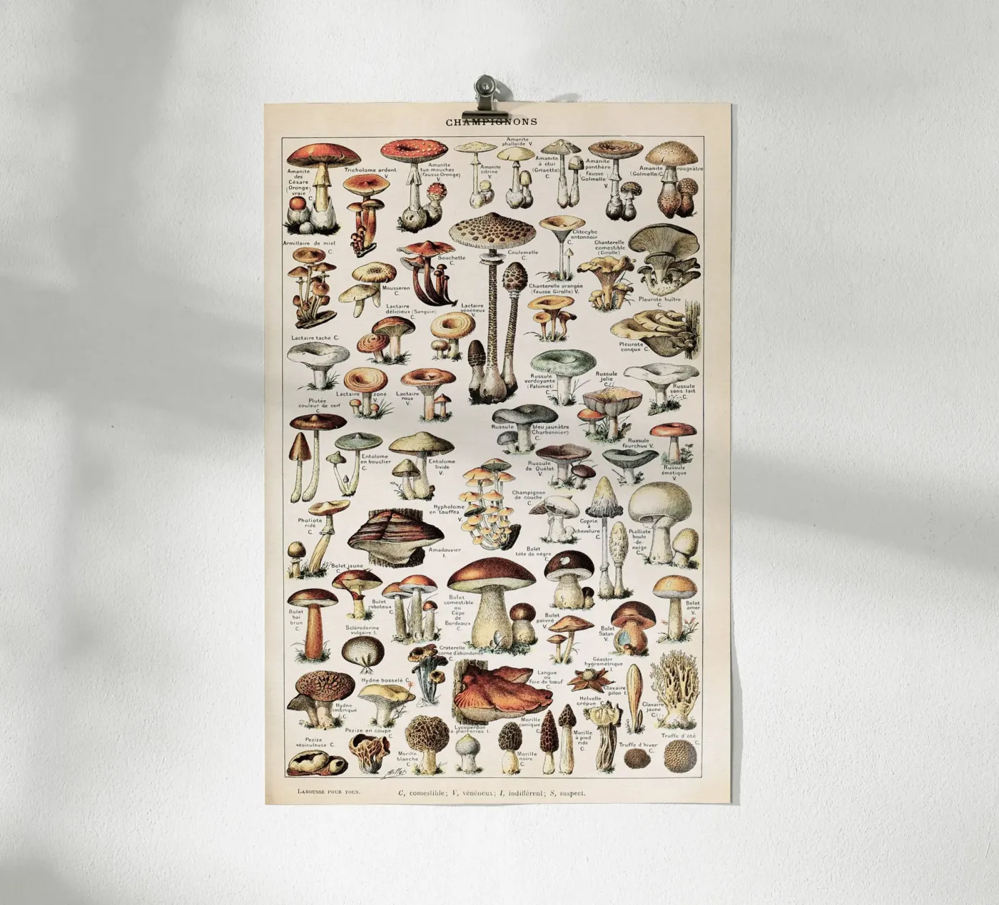 Champignons - Adolphe Millot poster da Apolo Prints