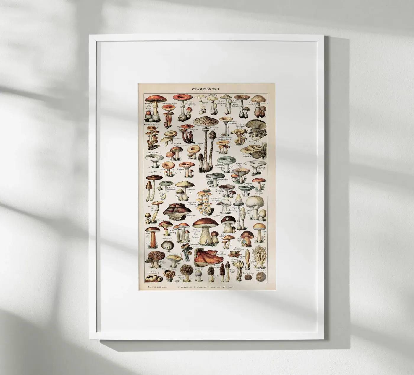 Champignons - Adolphe Millot poster da Apolo Prints
