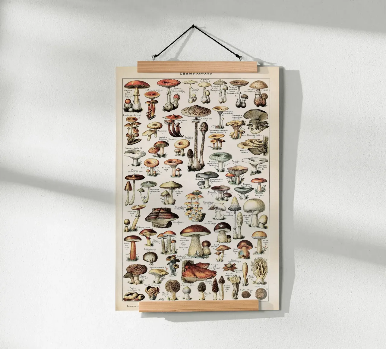 Boho Champignons / Mushrooms carta hahnemühle da apoloprints