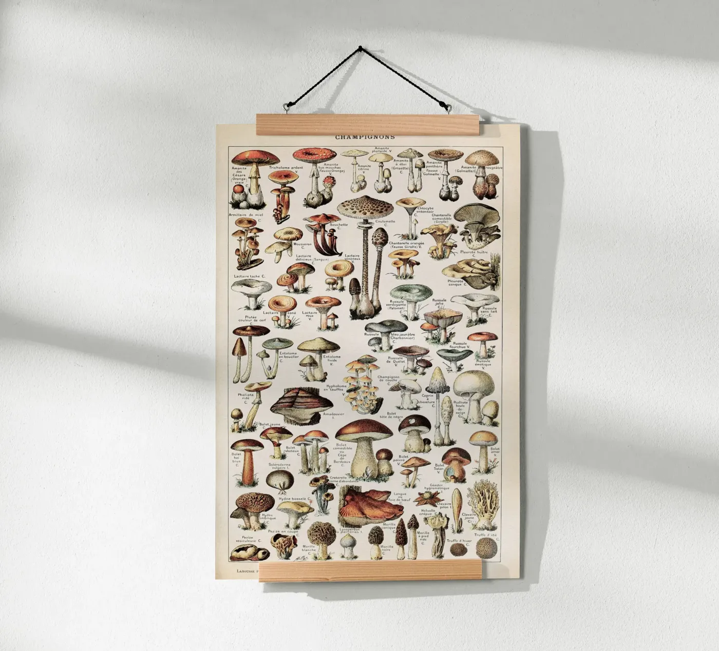 Champignons - Adolphe Millot poster da Apolo Prints