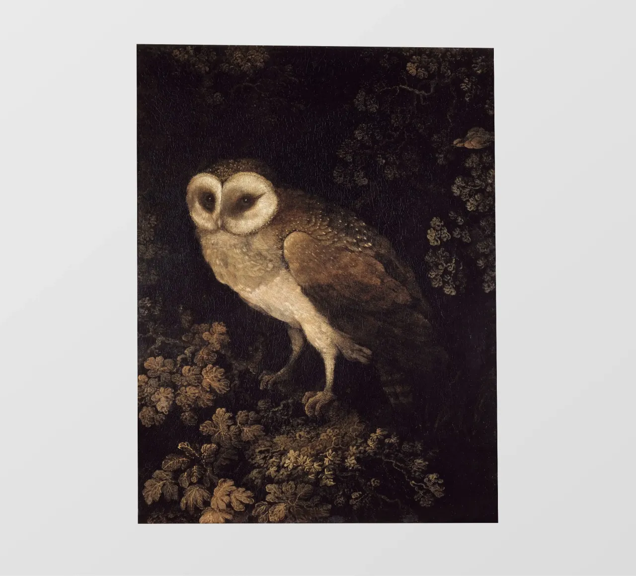 Owl pellicola backlit da apoloprints