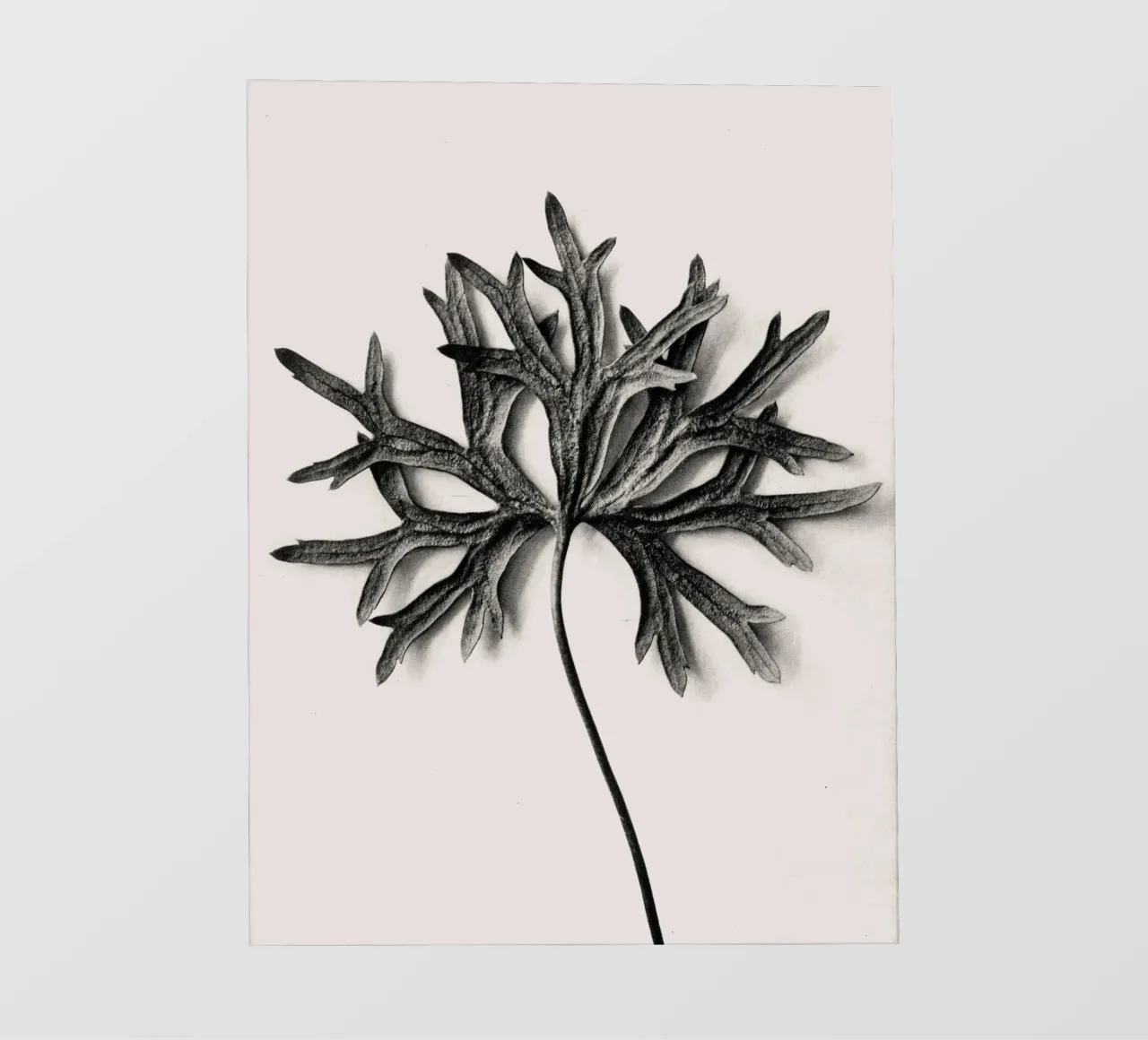 Karl Blossfeldt - Aconitum Anthora telo in pvc da Old Masters