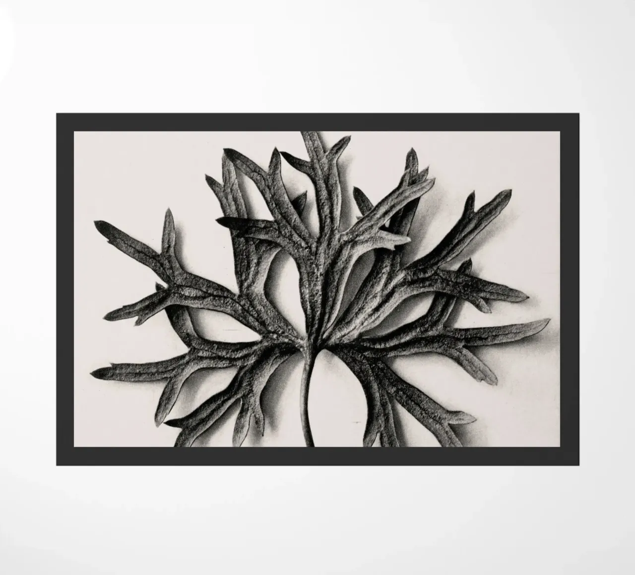 Karl Blossfeldt - Aconitum Anthora zerbino da Old Masters