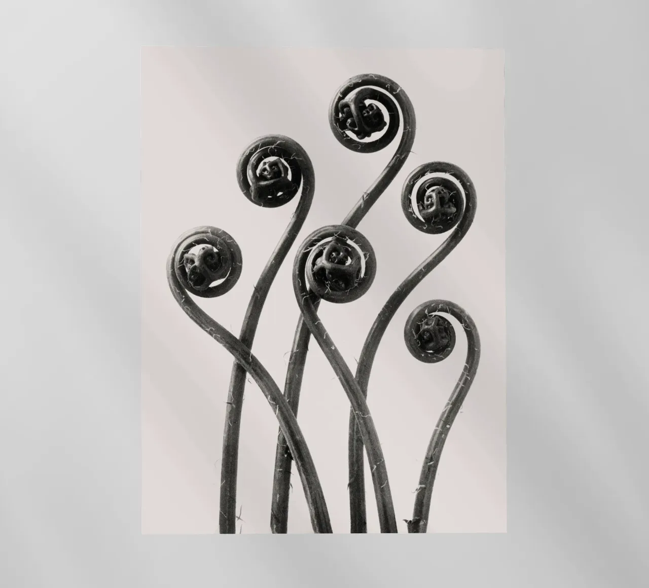 Karl Blossfeldt - Adiantum pedatum 01 pellicola backlit da Old Masters