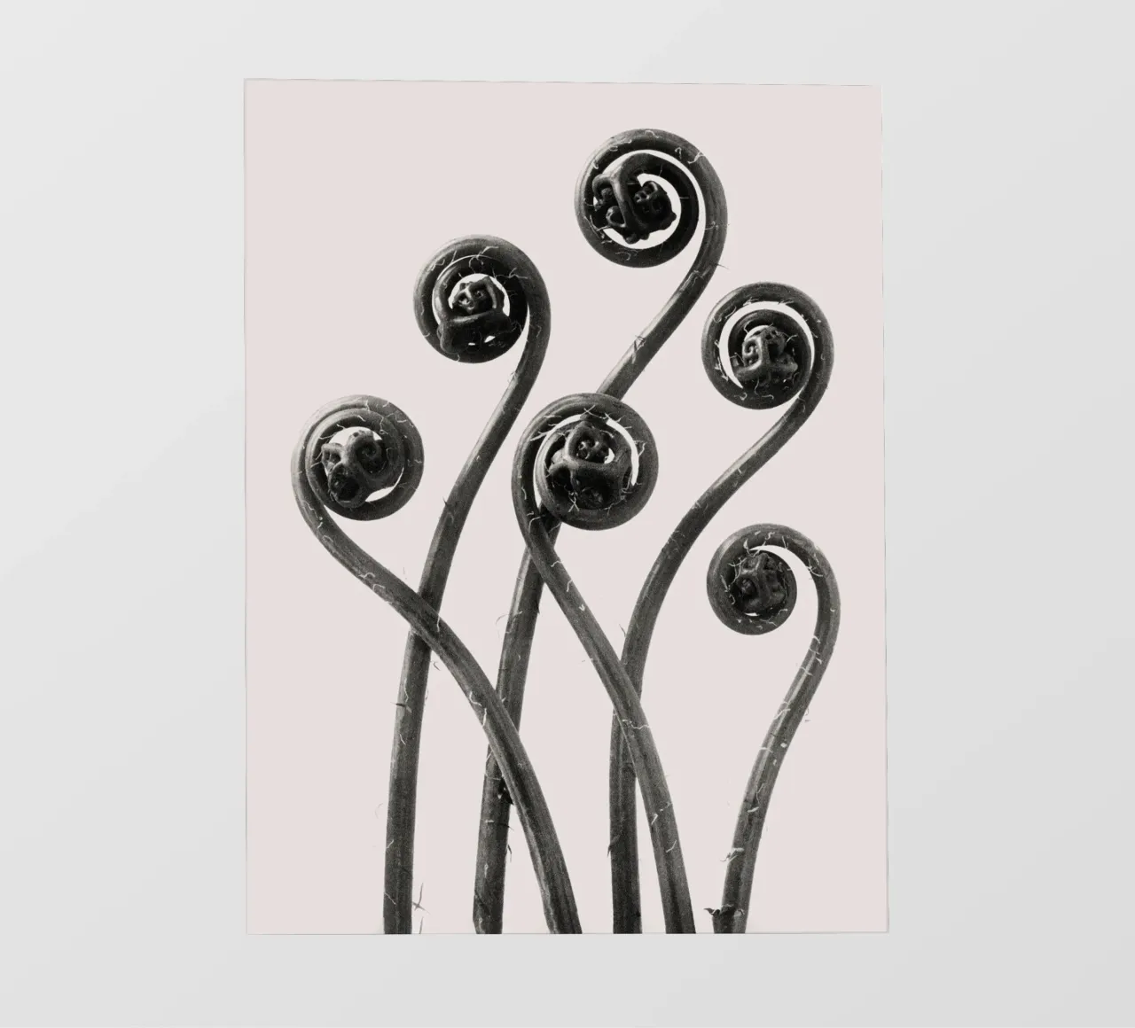 Karl Blossfeldt - Adiantum pedatum 01 telo in pvc da Old Masters