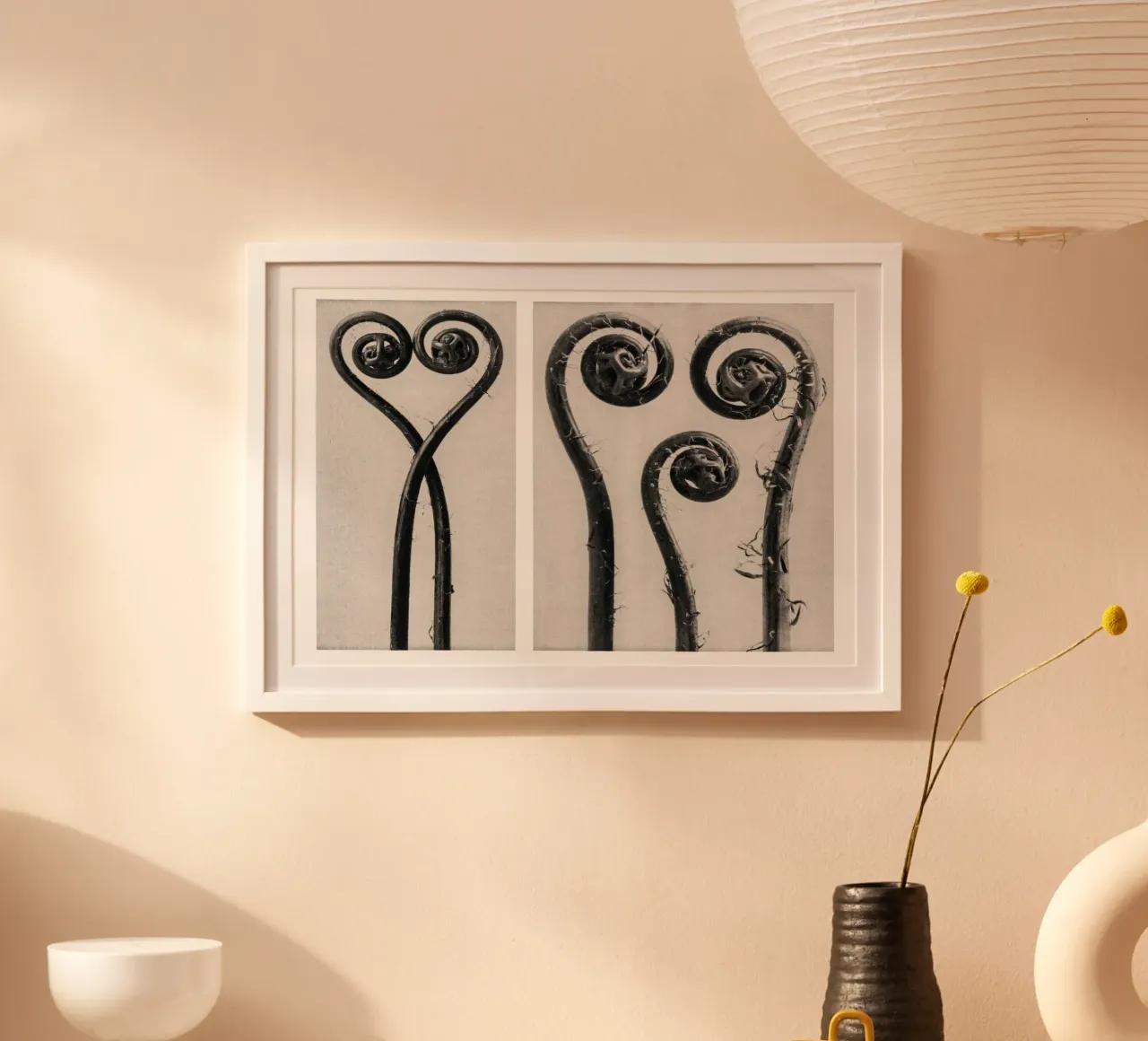 Karl Blossfeldt - Adiantum pedatum 02 poster with plastic frame by Old Masters