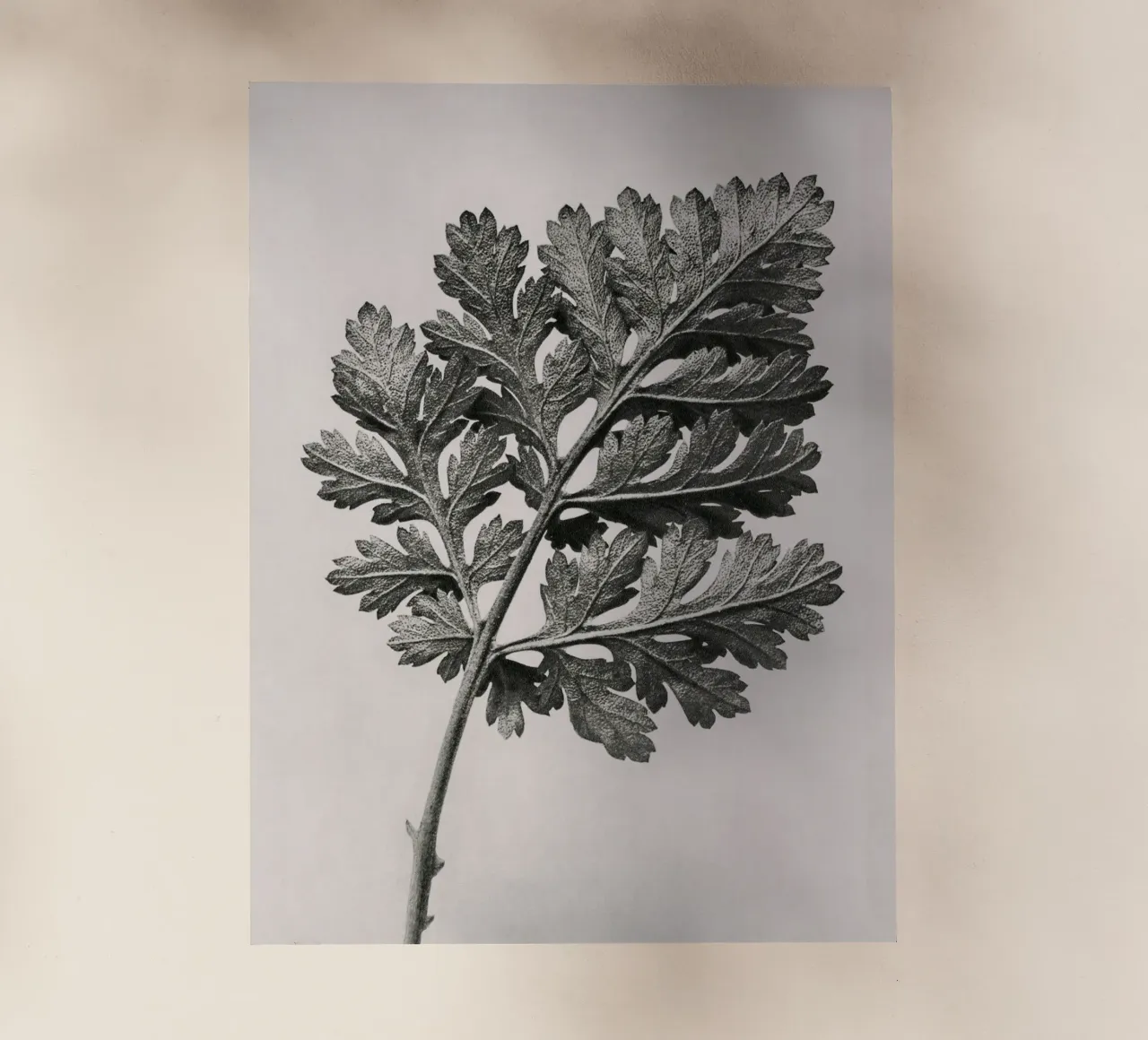 Karl Blossfeldt - Chrysanthemum parthenium pellicola backlit da Old Masters
