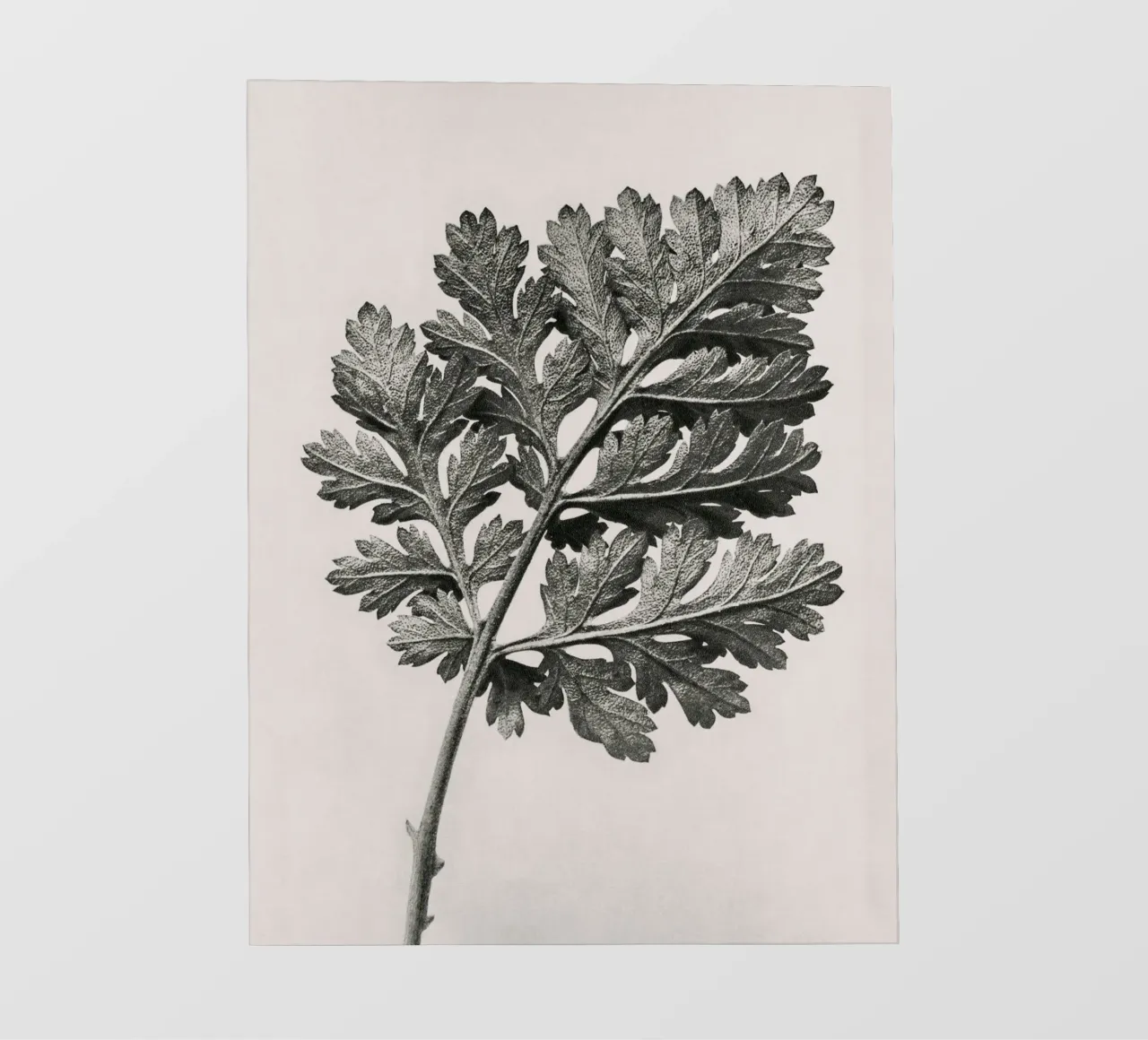 Karl Blossfeldt - Chrysanthemum parthenium pellicola backlit da Old Masters